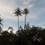 Palm trees in Bako National Park